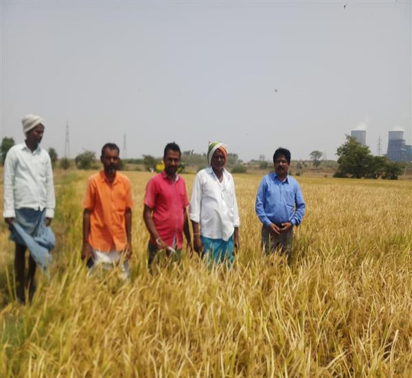 Jayashankar District                                                                                                                                                                                                                                       - Crop Cutting Expts.,                                                                                                                                   - Attend the Crop Cutting Experiments at Ghanpur(mulug) mandal chelpur(v) by Dy.S.O O/o CPO Office Jayashankar Bhupalpally                                                                                                                                        - dt.13/05/2019          